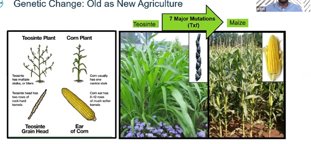 2Genetically Modified GM Crops the Right Path to Pursue Scientists at the MMUST Webinar Dispell GMO Myth