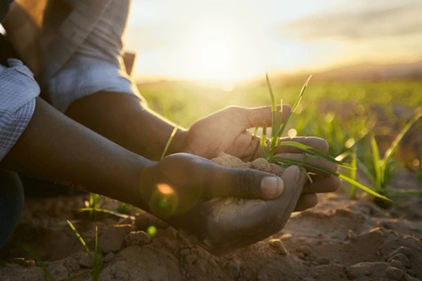 schoolofagriculture
